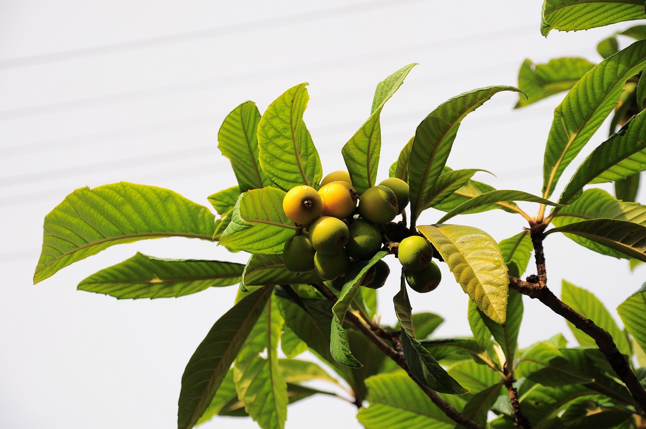 Malta plum, new world, new world fruit — A quick and easy step-by-step plan to sell your home: The Summit Conway homes for sa