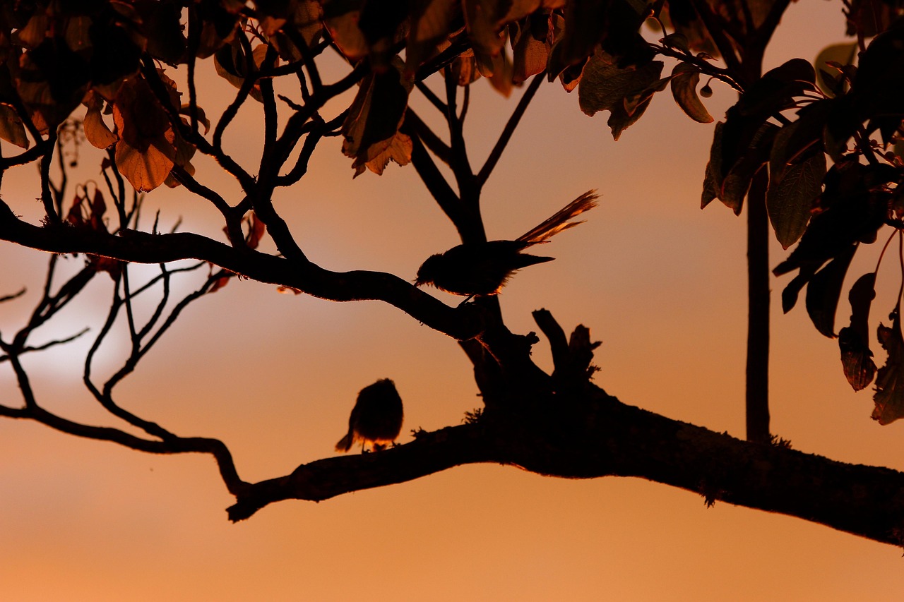 New zealand fantail, birds, silhouette — How To Find A Part-Time Job That Displeases You