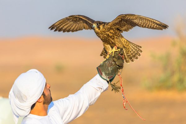 Is the Dubai Abu Dhabi train route the best travel option?